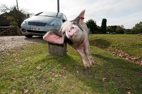 Pigs foraging for acorns under the ancient law of pannage