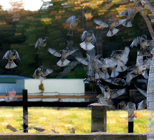 Sparrows 1