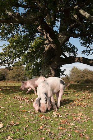 Pigs foraging for acorns under the ancient law of pannage