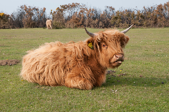 Miniature Highland Cow