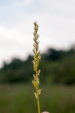 Hammarbya paludosa, Bog Orchid