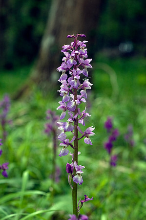 Orchis mascula