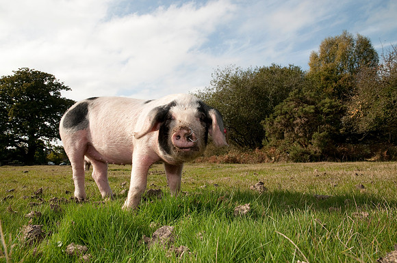 Pigs foraging for acorns under the ancient law of pannage