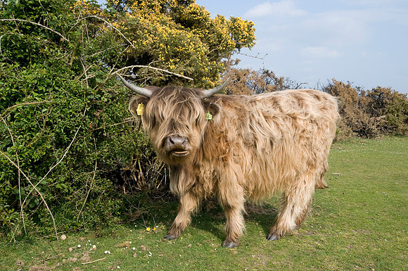 Miniature Highland Cow