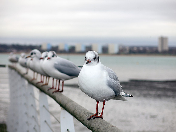 Black-headed Gulls in winter plumage