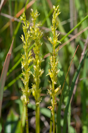 Hammarbya paludosa, Bog Orchid