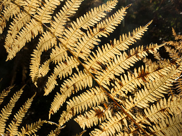 Pteridium aquilinum, Bracken.