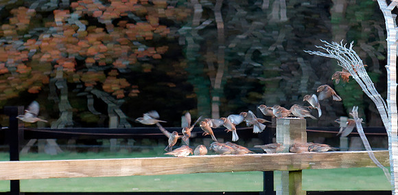 Sparrows 3