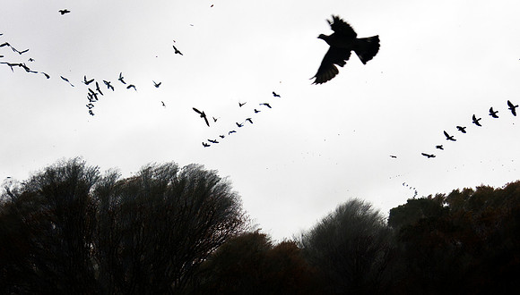 Pigeons and Leaves