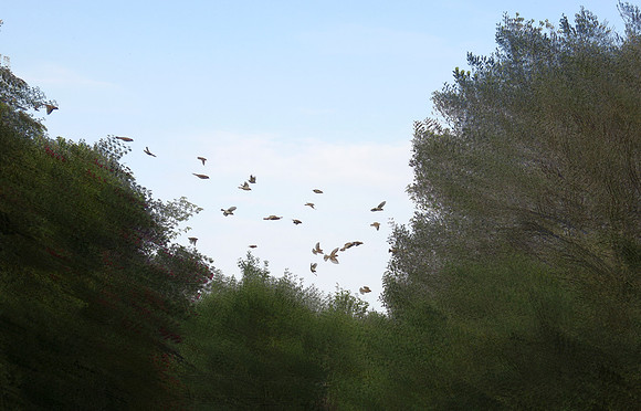 Sparrows