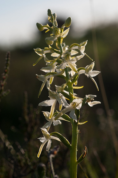 Platanthera bifolia, Lesser Butterfly Orchid