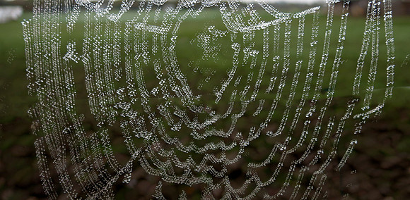 Web