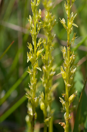 Hammarbya paludosa, Bog Orchid
