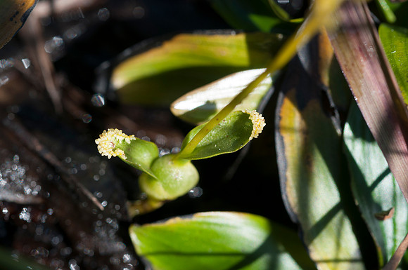 Hammarbya paludosa, Bog Orchid