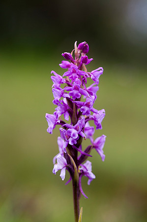 Gymnadenia borealis, heath fragrant orchid