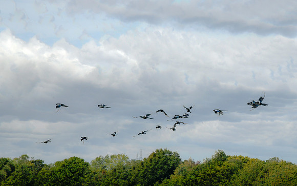 Magpies
