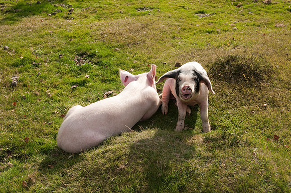 Pigs foraging for acorns under the ancient law of pannage