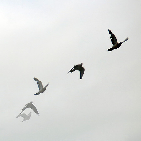 Pigeon