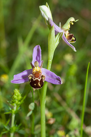 Ophrys apifera, Bee Orchid