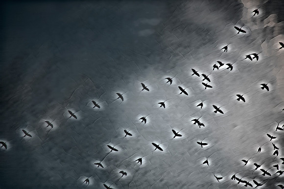 Rooks 9