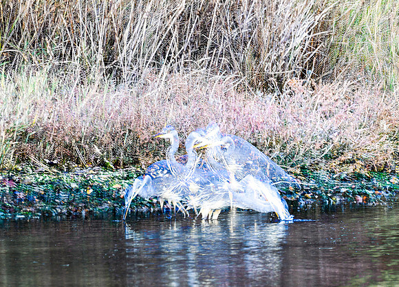 Heron
