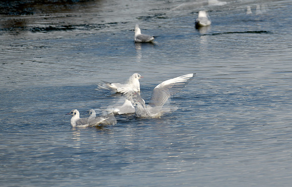 Gulls bathing