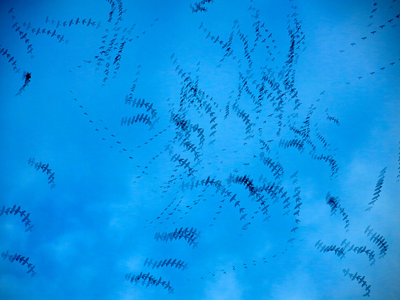Rooks 1