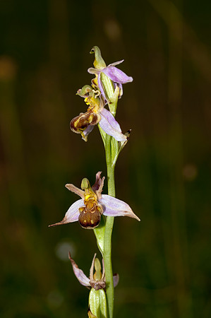Ophrys apifera, Bee Orchid