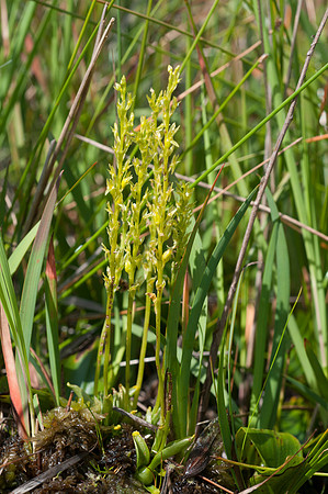 Hammarbya paludosa, Bog Orchid