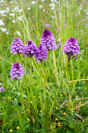Anacamptis pyramidalis, Pyramidal Orchid