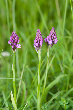 Anacamptis pyramidalis, Pyramidal Orchid