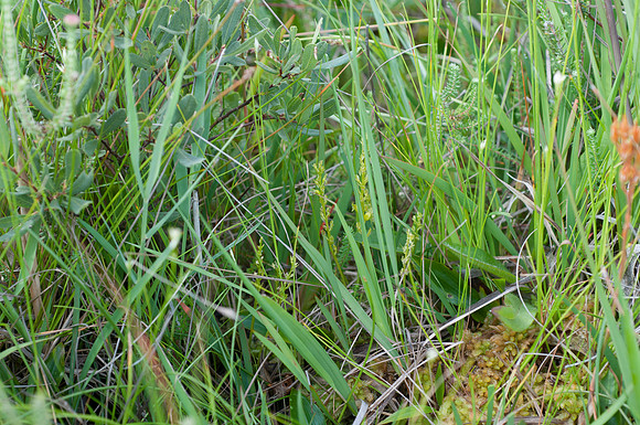 Hammarbya paludosa, Bog Orchid